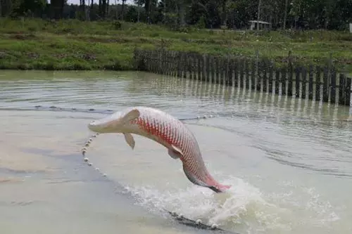 INOVAÇÃO ][ Estudo inédito aplica inteligência artificial na reprodução do pirarucu