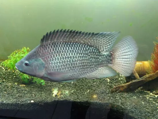 MMA suspende lista de espécies exóticas para ampliar consulta com setores produtivos