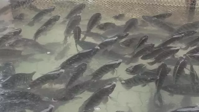 TILÁPIA ][ Quatro doenças de notificação obrigatória devem entrar em vigor em 2026