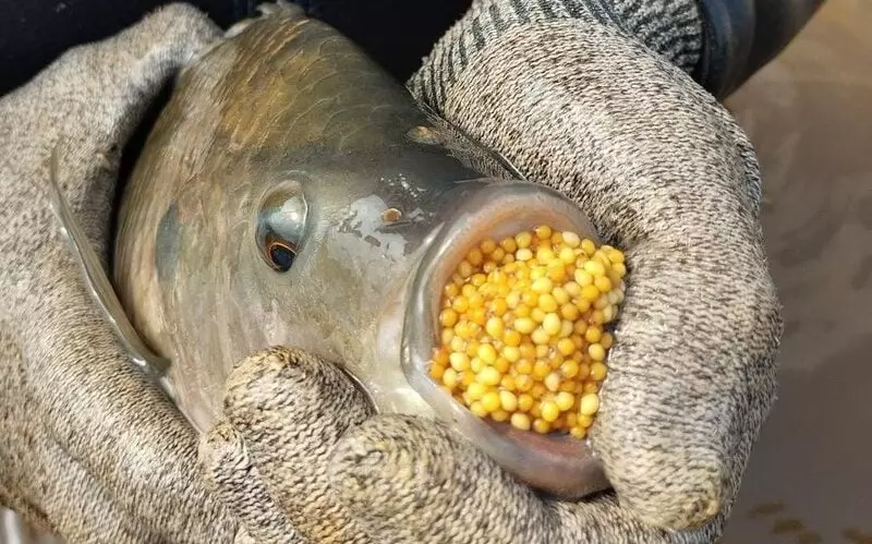 NUTRIÇÃO ANIMAL ][ Suplemento eleva em 49% produção de ovos de tilápias