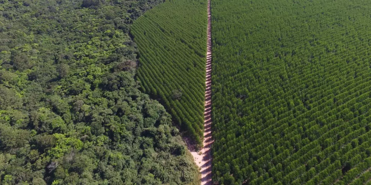 A foto mostra uma floresta da Dexco