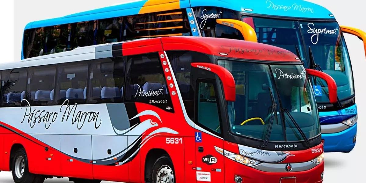 A foto mostra dois ônibus da Pássaro Marron