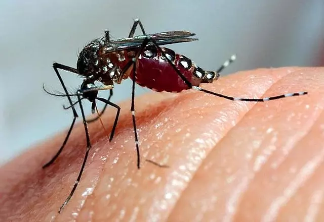 Santos Dumont tem 649 casos confirmados de dengue