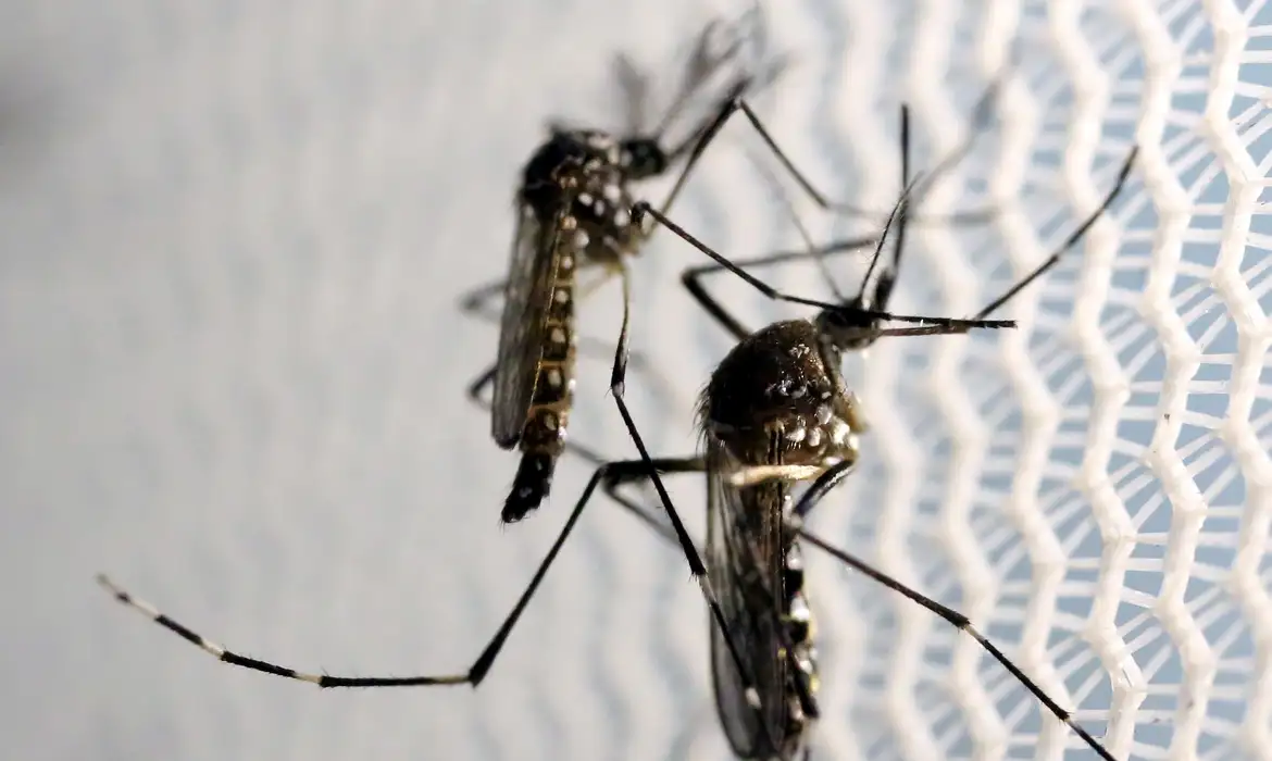 Sobe para 782 o número de casos confirmados de dengue em Santos Dumont