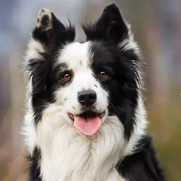 OTITE EM CÃES: VETERINÁRIO ESCLARECE TUDO SOBRE A CONDIÇÃO E EXPLICA COMO TRATÁ-LA
