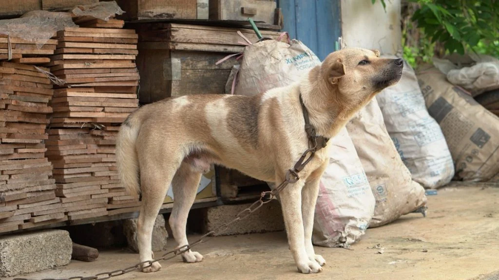 Manter animal acorrentado passa a ser proibido em Minas; multas chegam a R$ 5 mil