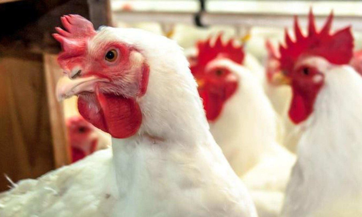 Gripe aviária: MG descarta 450 toneladas de ovos que vieram do Sul do país