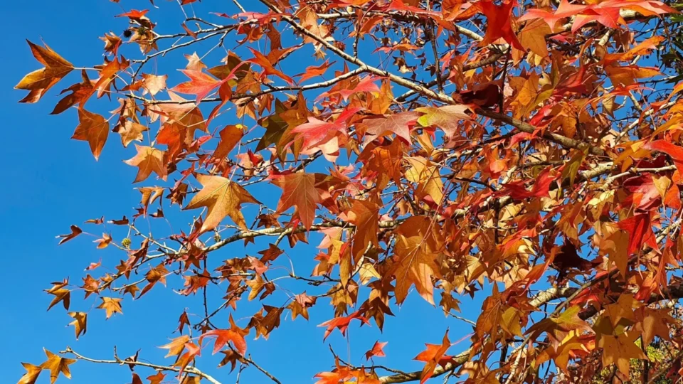 Outono 2026 tem início nesta sexta-feira; previsão aponta para temperaturas acima da média e chuvas irregulares