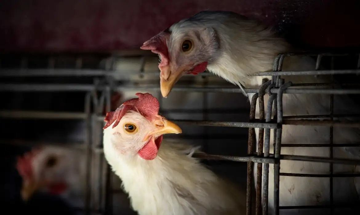 União Europeia reconhece o Brasil como livre de gripe aviária