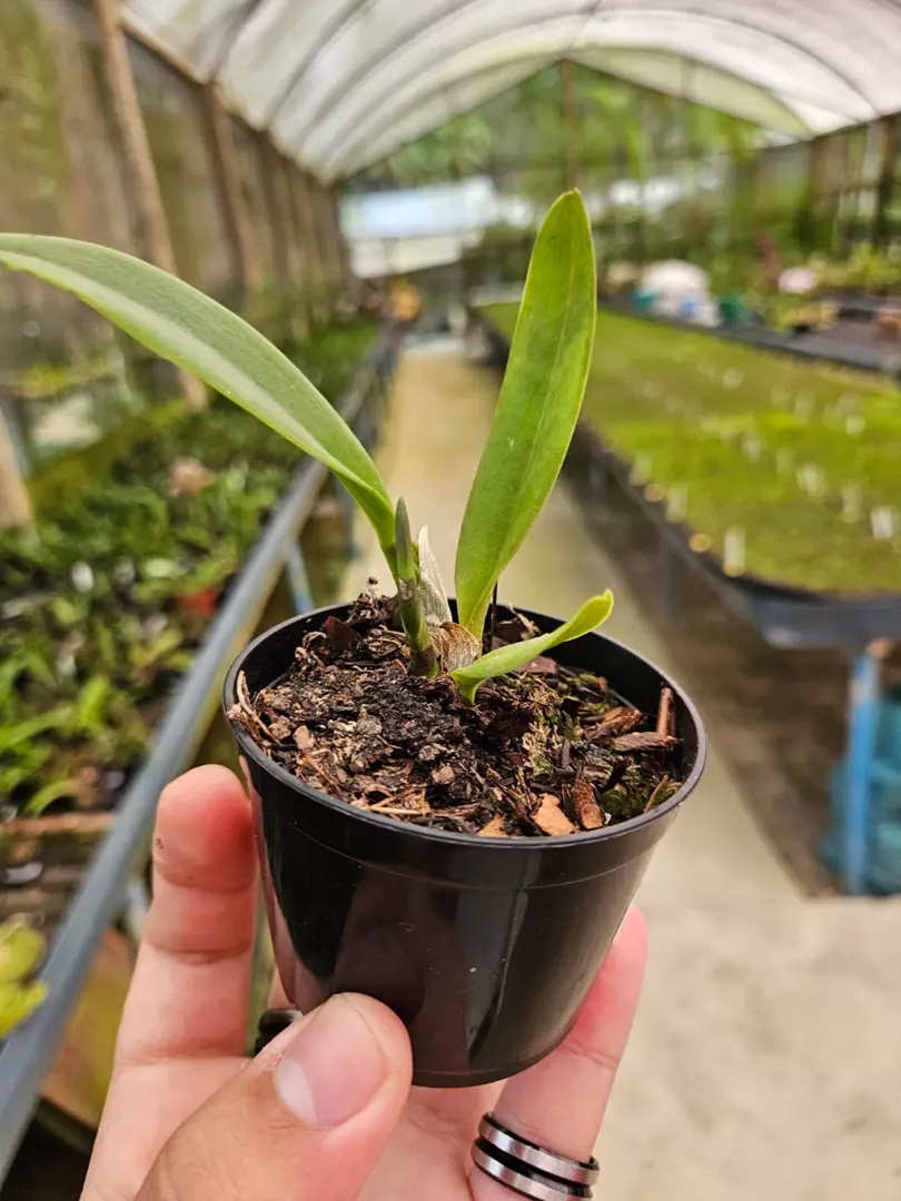 Imagem Segundaria do Produto