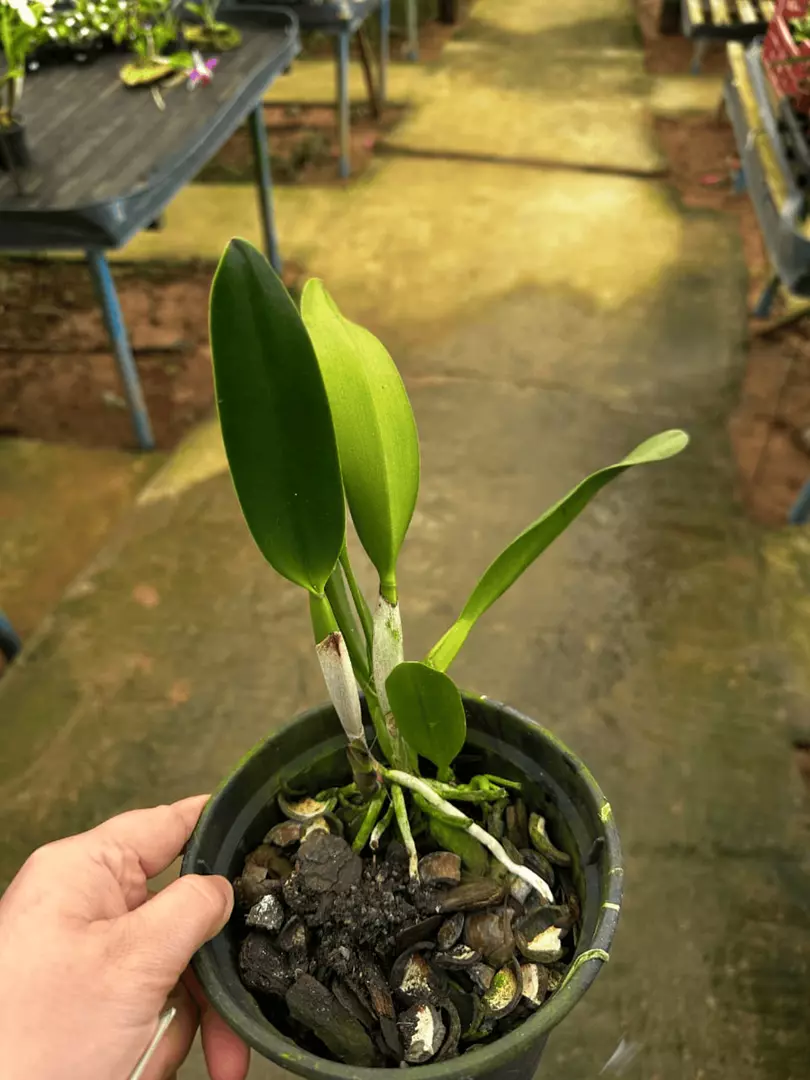 Imagem Segundaria do Produto