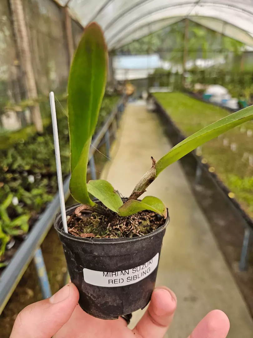 Imagem Segundaria do Produto