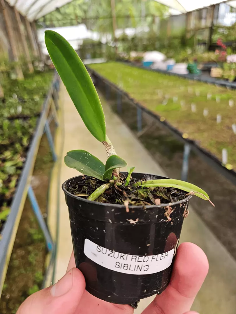 Imagem Segundaria do Produto