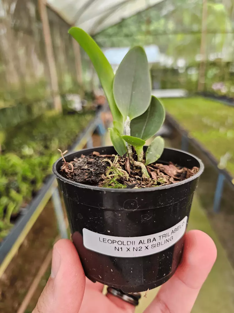 Imagem Segundaria do Produto