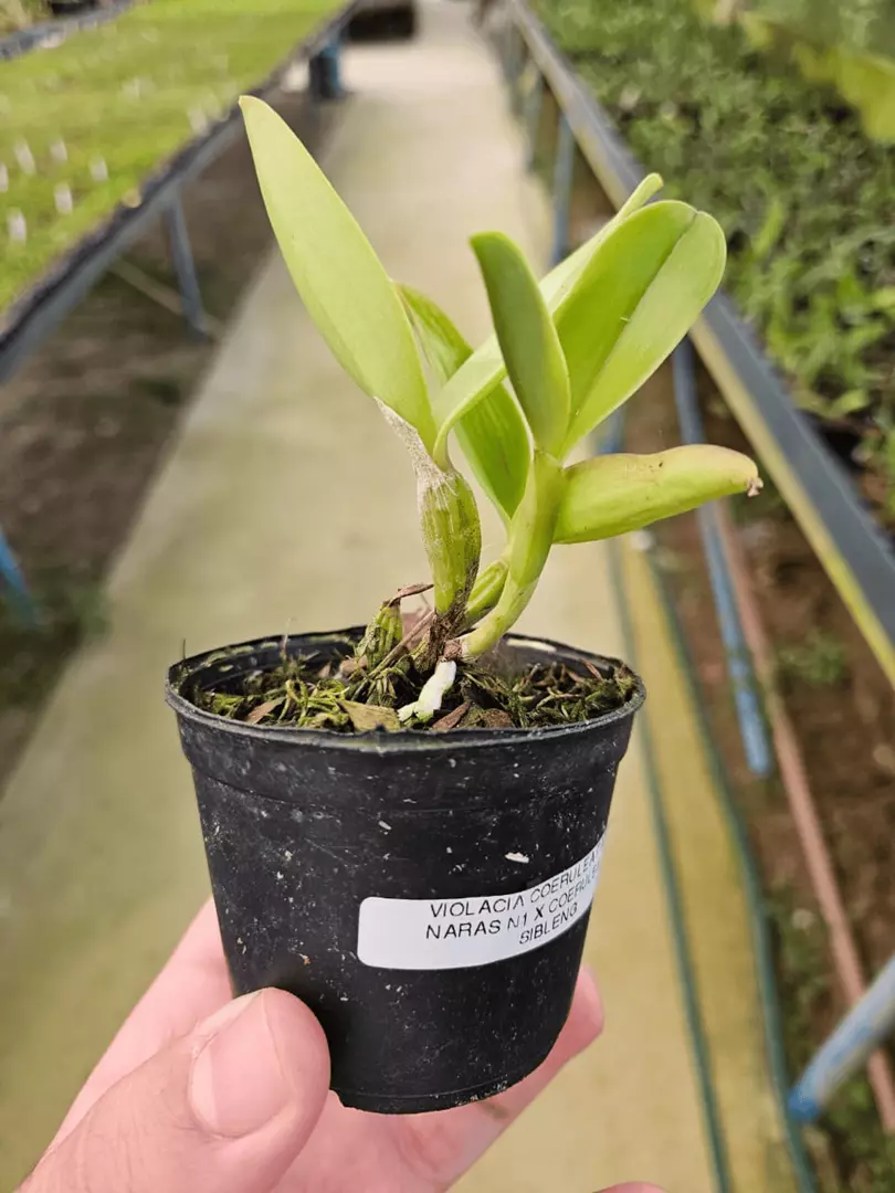 Imagem Segundaria do Produto