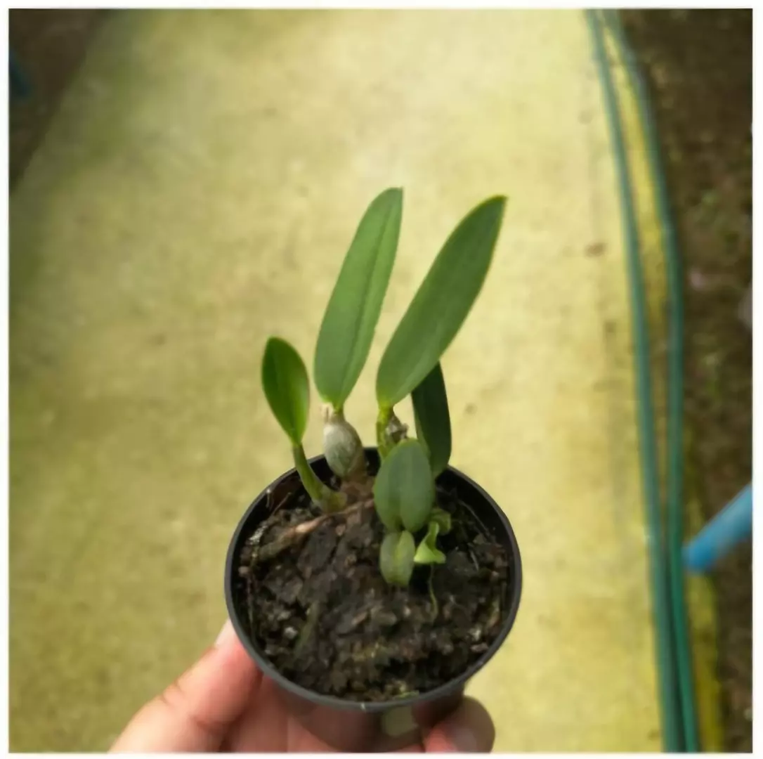 Imagem Segundaria do Produto