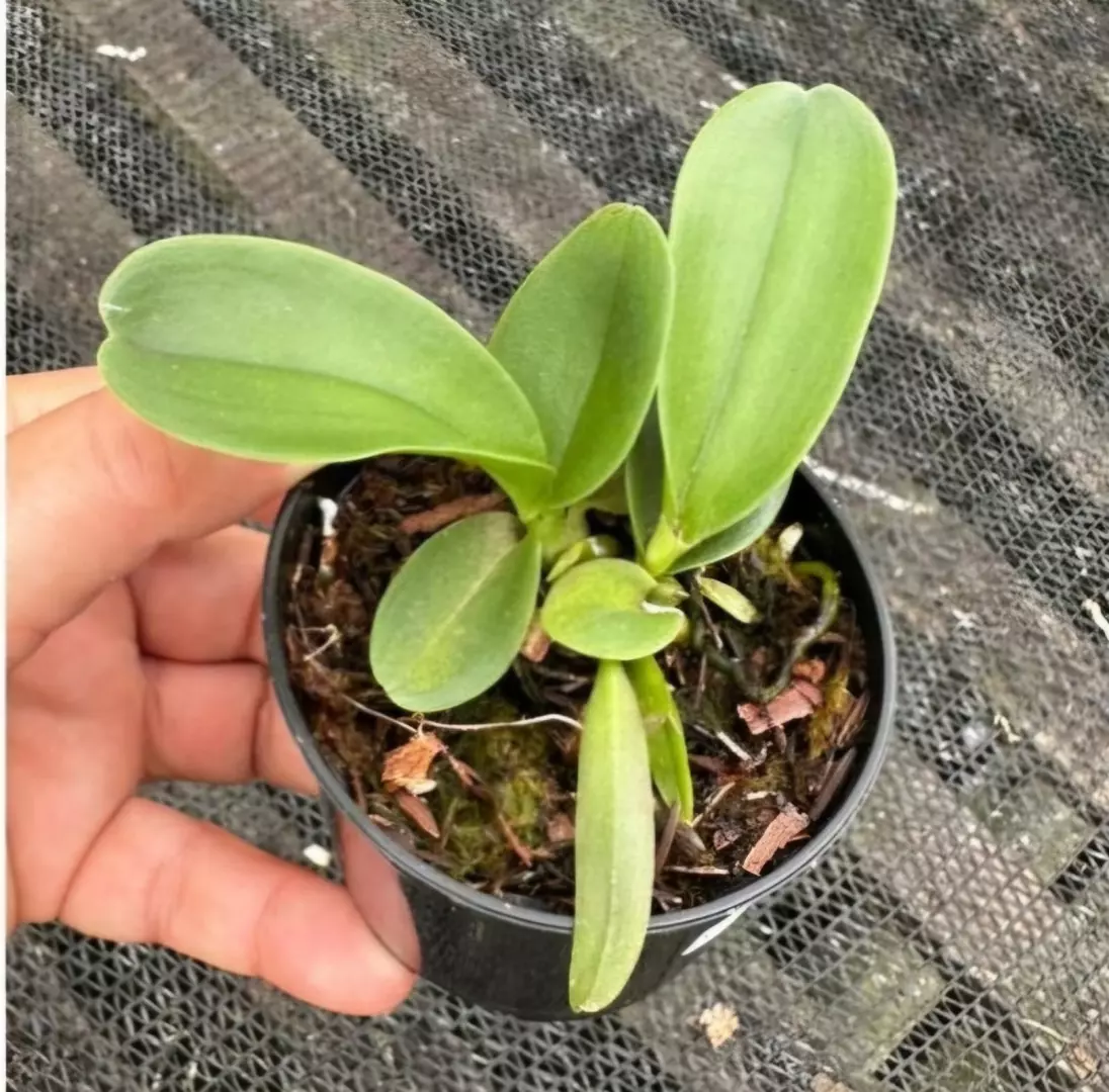 Imagem Segundaria do Produto