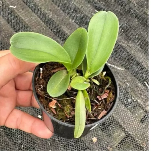 Imagem Segundaria do Produto