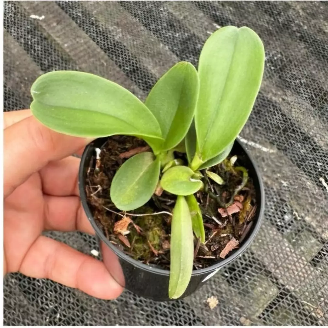 Imagem Segundaria do Produto