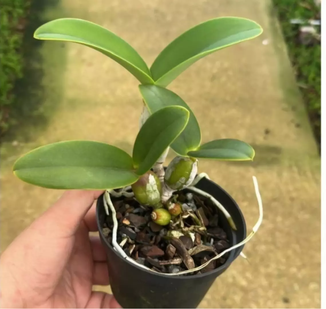 Imagem Segundaria do Produto