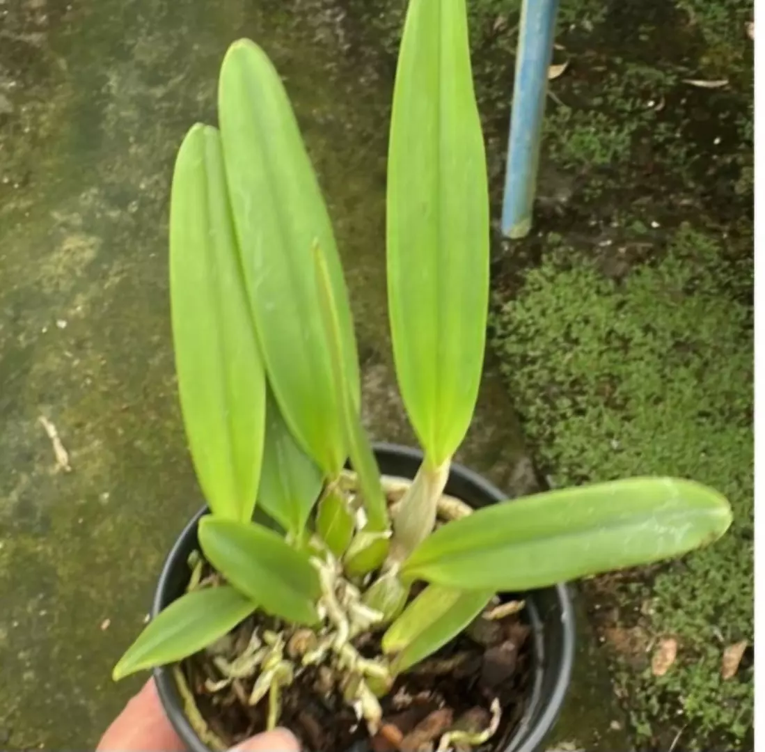 Imagem Segundaria do Produto