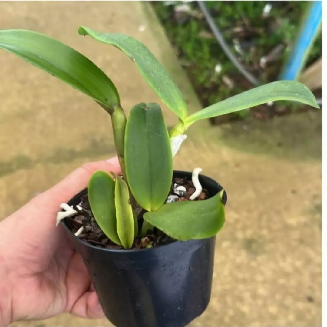 Imagem Segundaria do Produto