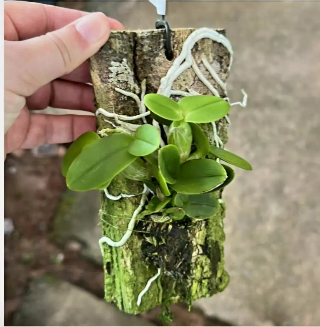 Imagem Segundaria do Produto