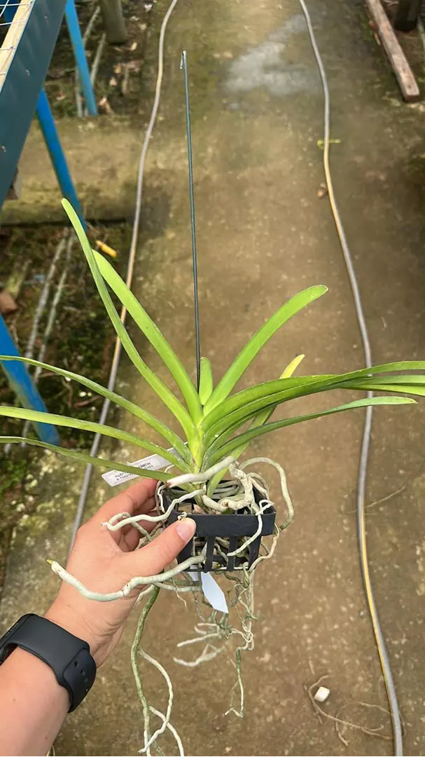 Imagem Segundaria do Produto