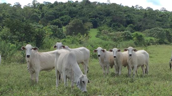 INOVAÇÃO - Reforma e recuperação de pastagens: caminhos para a sustentabilidade