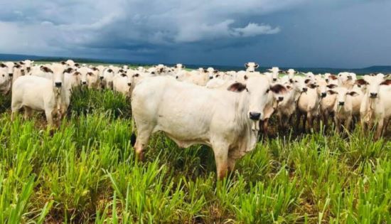 BOVINOCULTURA - Tocantins realiza a 2ª edição do Meat Day para pecuaristas