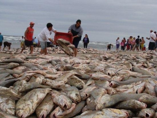 PEDIDO DE DESCULPAS - Nota de Esclarecimento da PeixeBR: um gesto de ética e respeito