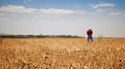 AGRONEGÓCIO BRASILEIRO - PIB cresce 1,26% no terceiro trimestre de 2024
