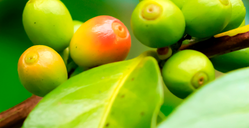 CENÁRIOS E DESAFIOS - Expectativas para a safra de café e produção de carnes em 2025