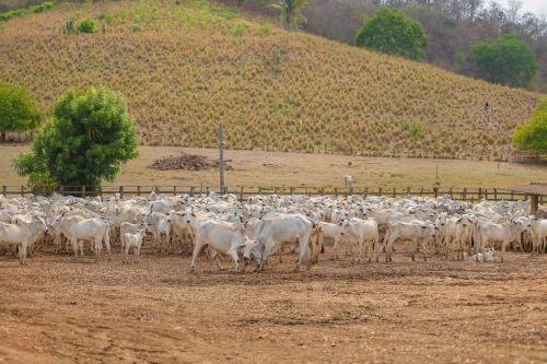 IMPACTOS E NOVAS OPORTUNIDADES - Piauí celebrará um ano como área Livre de Febre Aftosa