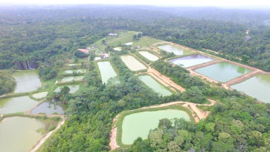 FAZENDA DE PISCICULTURA À VENDA -  Oportunidade imperdível em piscicultura no Amazonas