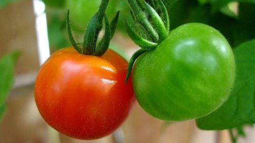 IA NA AGRICULTURA  - Novo protocolo da UFRRJ promete aprimorar a qualidade dos tomates com tecnologia