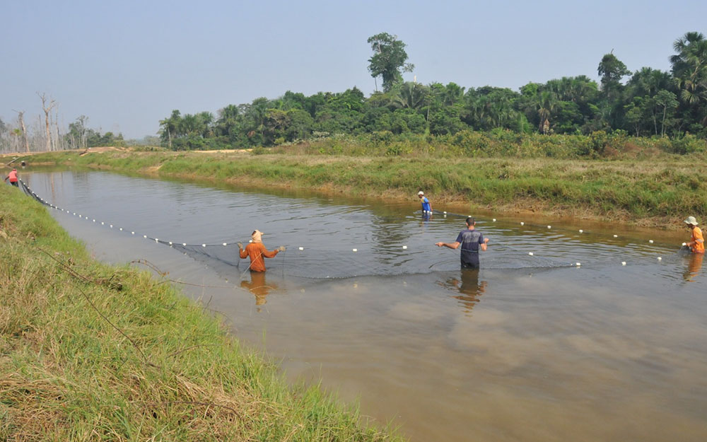 SEGURANÇA ALIMENTAR - Avanços na aquicultura sustentável na Amazônia: um novo horizonte para Rondônia