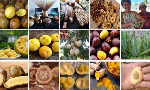BIOECONOMIA: Tocantins realizada Seminário de Bioeconomia em Palmas