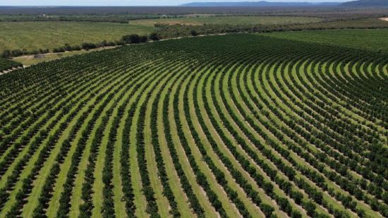 MERCADO EXTERNO - Bahia avança na exportação de lima ácida tahiti para o Chile