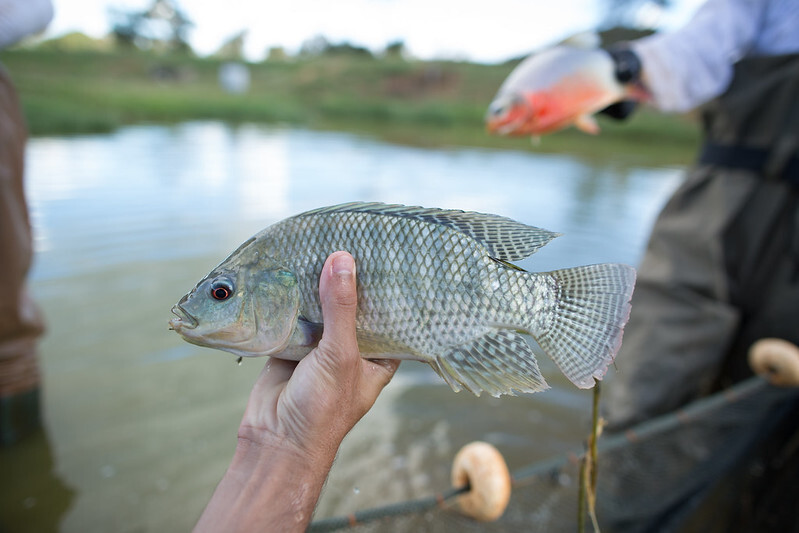 PESCADOS - Comissão Nacional de Aquicultura define diretrizes para fortalecer o setor em 2025