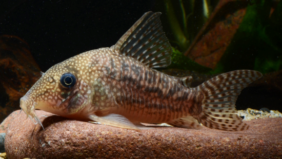 BIODIVERSIDADE - Descoberta novas espécies de cascudos na Amazônia