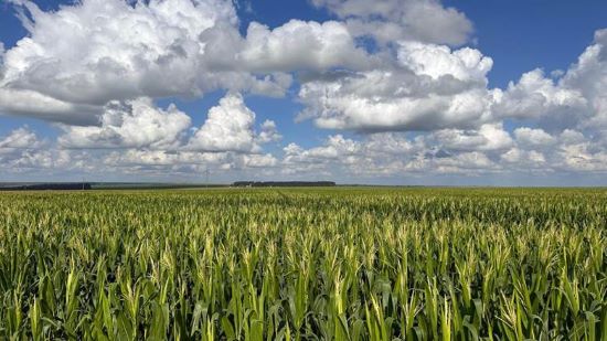 SUSTENTABILIDADE: Projeto Regenera Cerrado consolida práticas regenerativas para a saúde do solo