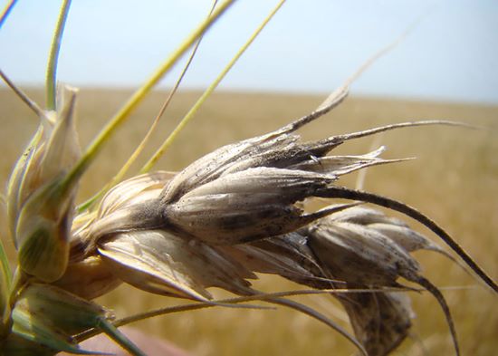 AQUECIMENTO GLOBAL - Doenças em lavouras devem se intensificar com as mudanças climáticas, alerta Embrapa