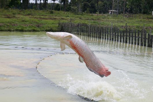 IFC AMAZÔNIA – Embrapa Pesca e Aquicultura leva inovações em piscicultura