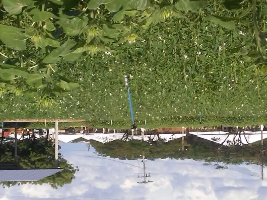 AGROBALSAS 2025:  Programação do evento é anunciada
