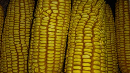DIA INTERNACIONAL DO MILHO: Brasil celebra protagonismo e sustentabilidade