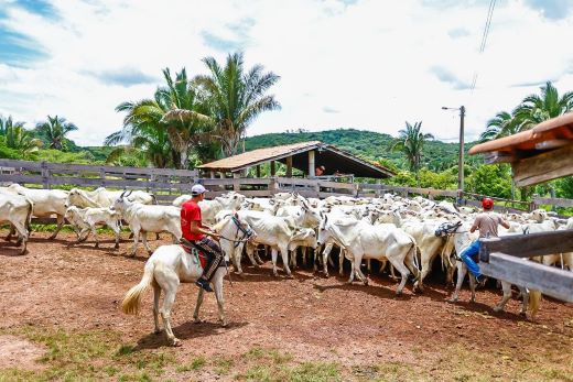 FORA AFTOSA: Piauí conquista status de área livre sem vacinação