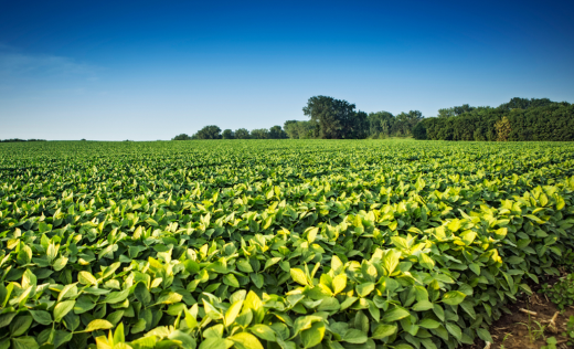 AGRISHOW 2025: BNDES marca presença no evento com foco em inovação e sustentabilidade no agronegócio