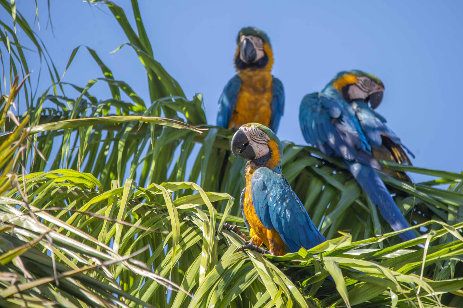 MEIO AMBIENTE  ][ Palmas alerta para aumento de animais silvestres em áreas urbanas durante período reprodutivo