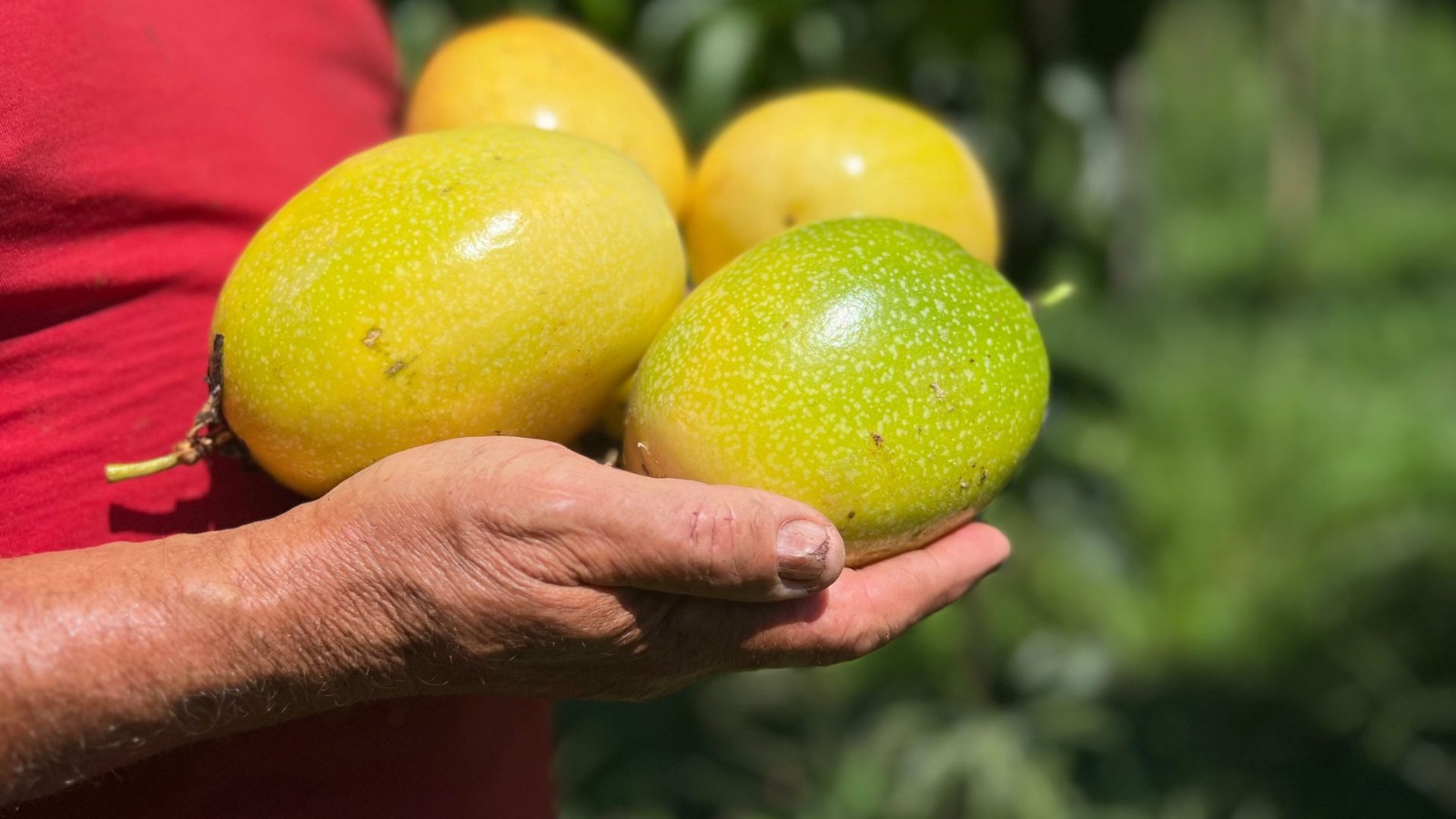 Araquari segue na colheita do maracujá e mantém expectativa de 550 toneladas de produção nesta safra